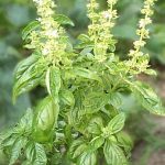 Tulasi - Basil