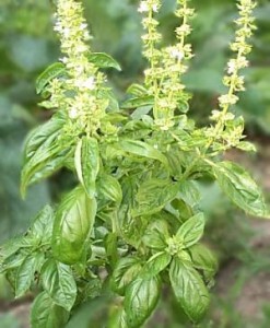 Tulasi - Basil