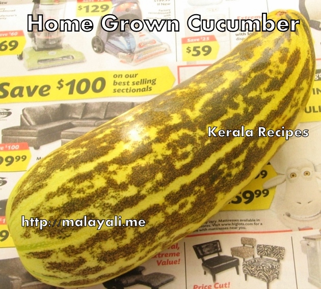 IMG_8167 Home grown Cucumber/Squash